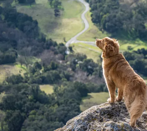 A brown dog outside staring off a rocky cliff with trees below